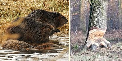 Bobry w akcji. Zobaczcie niezwykłe zdjęcia i filmiki-76006