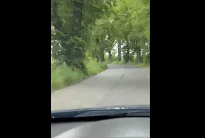 Kilka lat temu zginął tu człowiek... Kiedy służby wezmą się za wycinkę?-79553