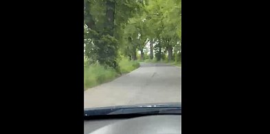 Kilka lat temu zginął tu człowiek... Kiedy służby wezmą się za wycinkę?-79553