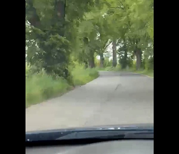 Kilka lat temu zginął tu człowiek... Kiedy służby wezmą się za wycinkę?-79553