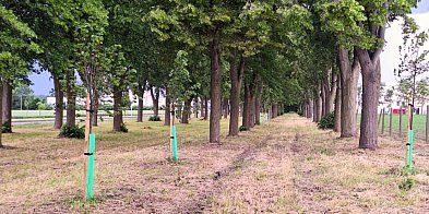 Lipy "nie odwalili" Koszt jednego drzewka 1200 zł, ale.-80027