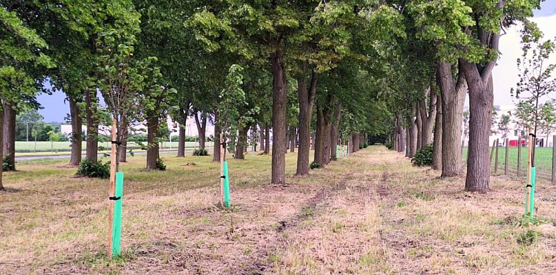 Koszt jednego drzewka? 1200 zł, ale... Taka kuracja kosztuje. Lipy "nie odwalili"  - 80027