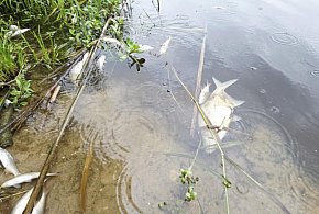 Przykry widok... Brzegi pełne martwych ryb! Czy doszło do zatrucia stawu?-80151