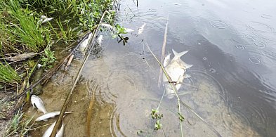 Przykry widok... Brzegi pełne martwych ryb! Czy doszło do zatrucia stawu?-80151