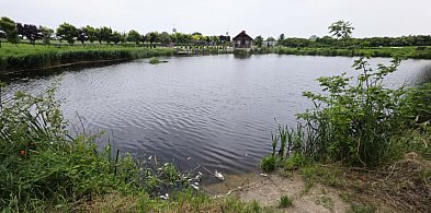 Już wiadomo co mogło zabić ryby na Żgalinach. Wstępne ustalenia wskazują...-80191