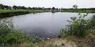 Co zabiło ryby w stawie na Żgalinach? Wstępne ustalenia-80191