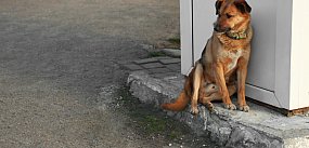 Nowe przepisy uderzą w właścicieli psów i kotów...