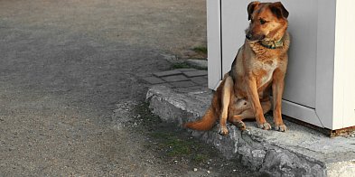 Nowe przepisy uderzą w niektórych właścicieli psów i kotów. Nawet 5000 zł kary-80240
