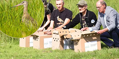Z inkubatorów, na łono natury. W Polsce są rzadkim i zagrożonym gatunkiem...-80411