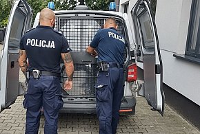 Siał postrach na Osiedlu Tysiąclecia w Gostyniu. Miarka się jednak przebrała...-81335