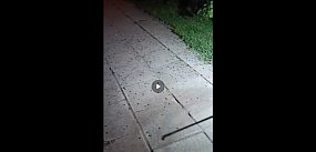 Plaga robaków "zalała" wieś. Trzeba było odwołać ...
