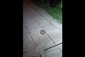 Plaga robali "zalała wieś". Trzeba było odwołać dożynki... Mamy nagranie-81464