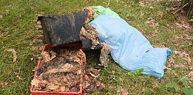 Obrzydliwe znalezisko w lesie! Nawet 160 kg gnijących wędlin pozostawione przy...-81709