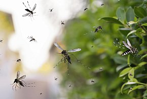 Czytelnicy alarmują! Breja, smród i plaga komarów. Chodzi o te miejsca w Gostyniu-81964
