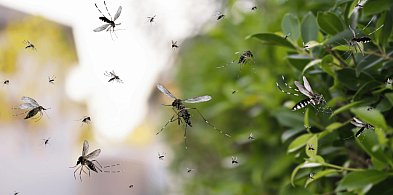 Czytelnicy alarmują! Breja, smród i plaga komarów. Chodzi o te miejsca w Gostyniu-81964