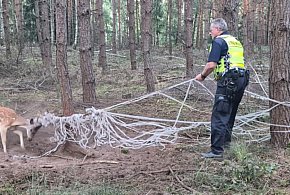 Nie wiadomo jak długo tak walczył... Nietypowa akcja ratunkowa pod Gostyniem-82063