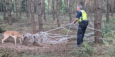Nie wiadomo jak długo tak walczył... Nietypowa akcja ratunkowa pod Gostyniem-82063