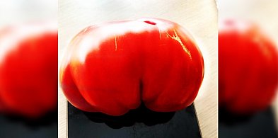 Sezon na pomidory w pełni. W powiecie kipi od zbiorów, a nawet takich gigantów-82235