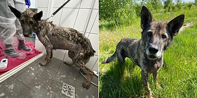 Figa nie wróci do swoich oprawców! Zapadł wyrok...-82215
