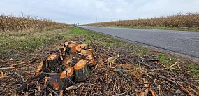 Połacie zieleni wycięte w jeden dzień. Pszczelarz...