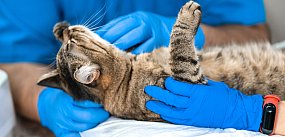 Martwy kot i wstrząsające ustalenia policji. W ciele...