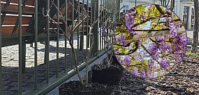 To będą bujne i efektowne ozay kwiatów. Do tego...