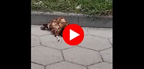 Najpierw tabliczki, potem martwa kura? Twierdzi że...