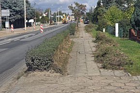 Żywopłoty przy ul. Poznańskiej w Gostyniu-13531