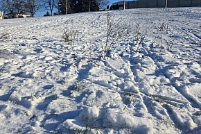 Wizytówka Gostynia rozjechana przez sanki-13732