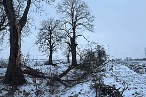 Uszkodzone drzewa na drodze śródpolnej-13733