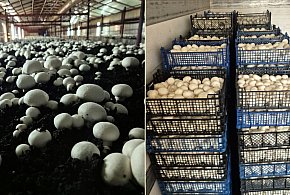 Kolejna firma z naszego powiatu stanęła pod ścianą. Z dnia na dzień stracili...-83288