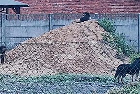 Strach padł na mieszkańców Jawor? W tle wstrząsająca tragedia z Zielonej Góry-83796