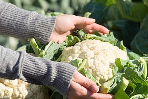 Dał ogłoszenie. Kalafior po 4 zł... z dowozem. Teraz nie nadążają ich zbierać-84383