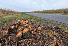Jednego dnia, wszystkie wycięto w pień!. Miejscowy pszczelarz załamuje ręce...-84716
