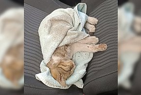 Leżał i ledwo oddychał. Tylko one zareagowały. Niestety, pomoc nadeszła za późno-86242