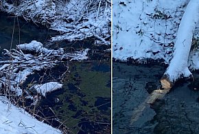 Obgryzione drzewo i gałęzie w korycie rzeki. To sygnał, że znowu się pojawiły...-86419