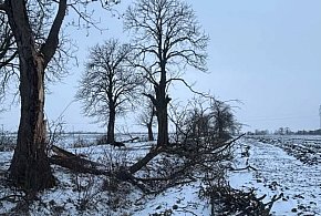 To co zobaczyła przy drodze, bardzo ją zaniepokoiło. Nie wierzy w przypadek-86422