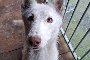 Wigilijny koszmar!  Wyrzucił psa z samochodu i odjechał. Nie ujdzie mu to płazem-86512