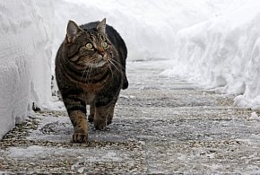 Psy zagryzły go na śmierć! Całe zdarzenie zarejestrowały kamery monitoringu...