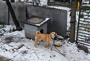 To była krótka piłka. Po tej interwencji pies pozbył się łańcucha, a właściciel...