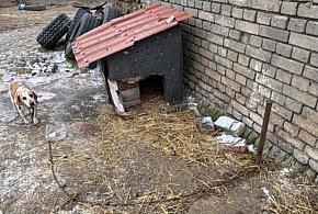 Bez wody, jedzenia, na krótkim łańcuchu. Właścicielka nie widziała w tym nic złego