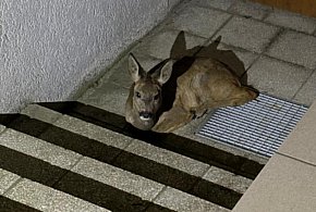 Nietypowa interwencja w rejonie żłobka. Wiemy jak zakończyła się ta historia