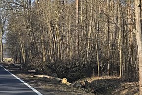 Burmistrz się zgodził, piły poszły w ruch. Klony, lipy jesiony... WZDW tłumaczy