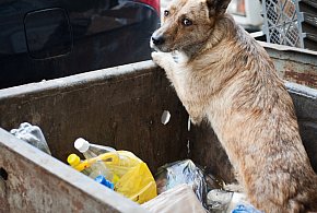 Za dziecko trzeba płacić, a za psa już nie? Czy to sprawiedliwe pyta czytelnik