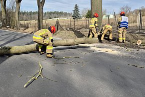 To mogło się bardzo źle skończyć. Drzewo runęło na jezdnię i zatarasowało przejazd