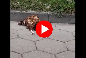 Najpierw tabliczki, potem martwa kura? Twierdzi że większej ustawki nie widział