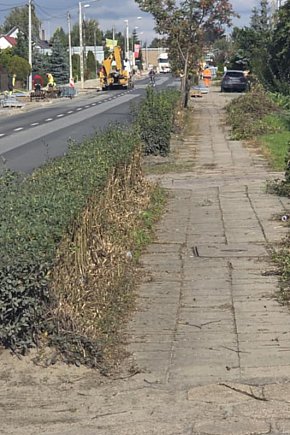 Żywopłoty przy ul. Poznańskiej w Gostyniu-13531
