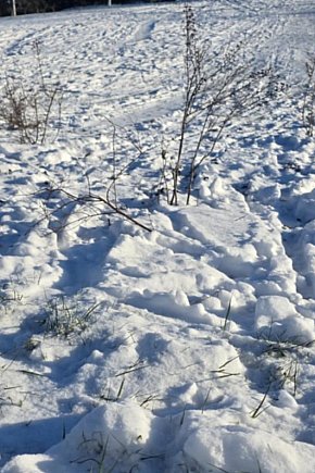 Wizytówka Gostynia rozjechana przez sanki-13732