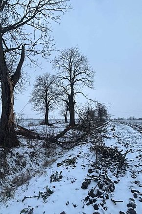 Uszkodzone drzewa na drodze śródpolnej-13733