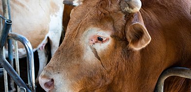 Nie żyje 60-letni rolnik. Podczas sprzątania obory został stratowany przez byka-84981